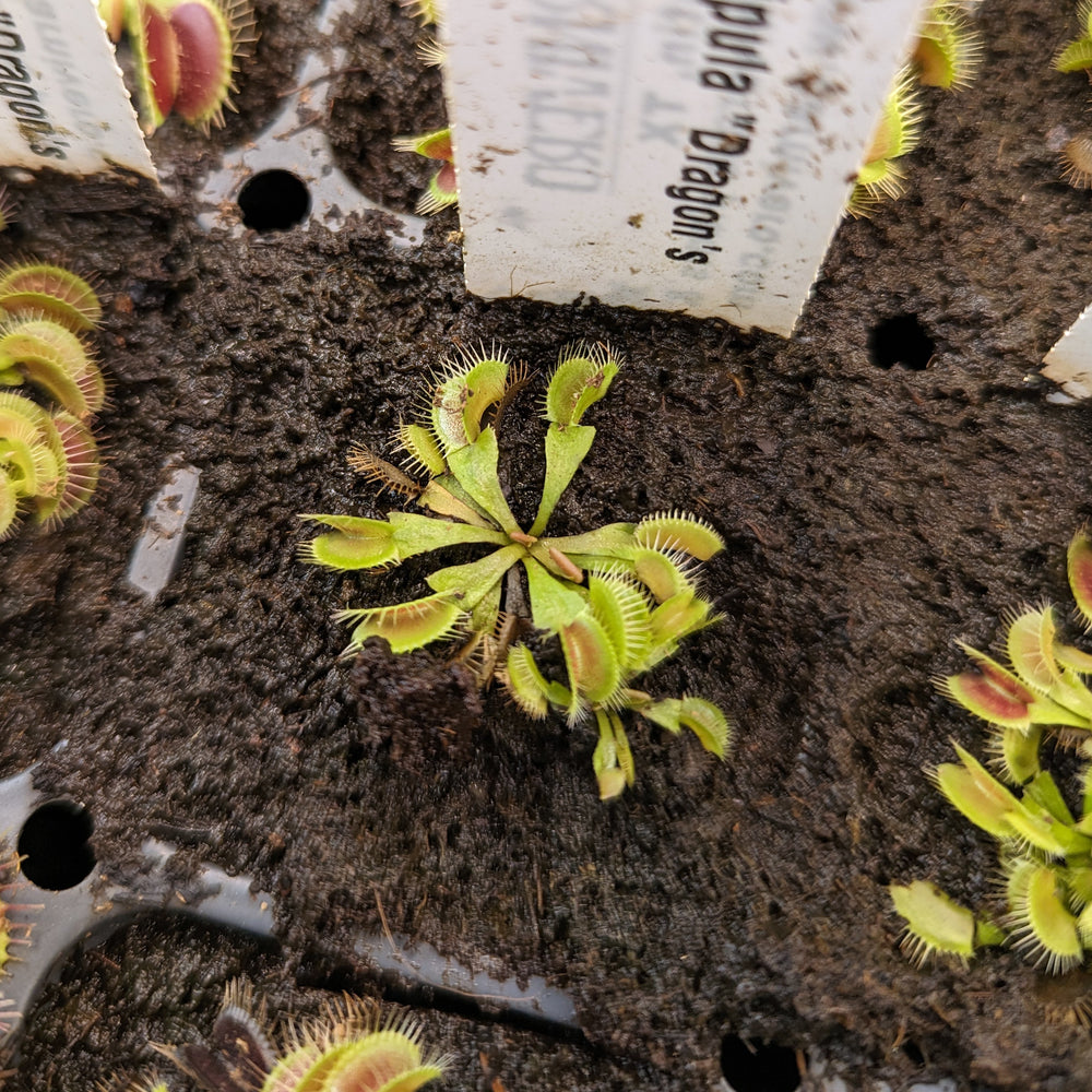 
                      
                        Venus Flytrap- Dionaea muscipula "Dragon's Breath"
                      
                    