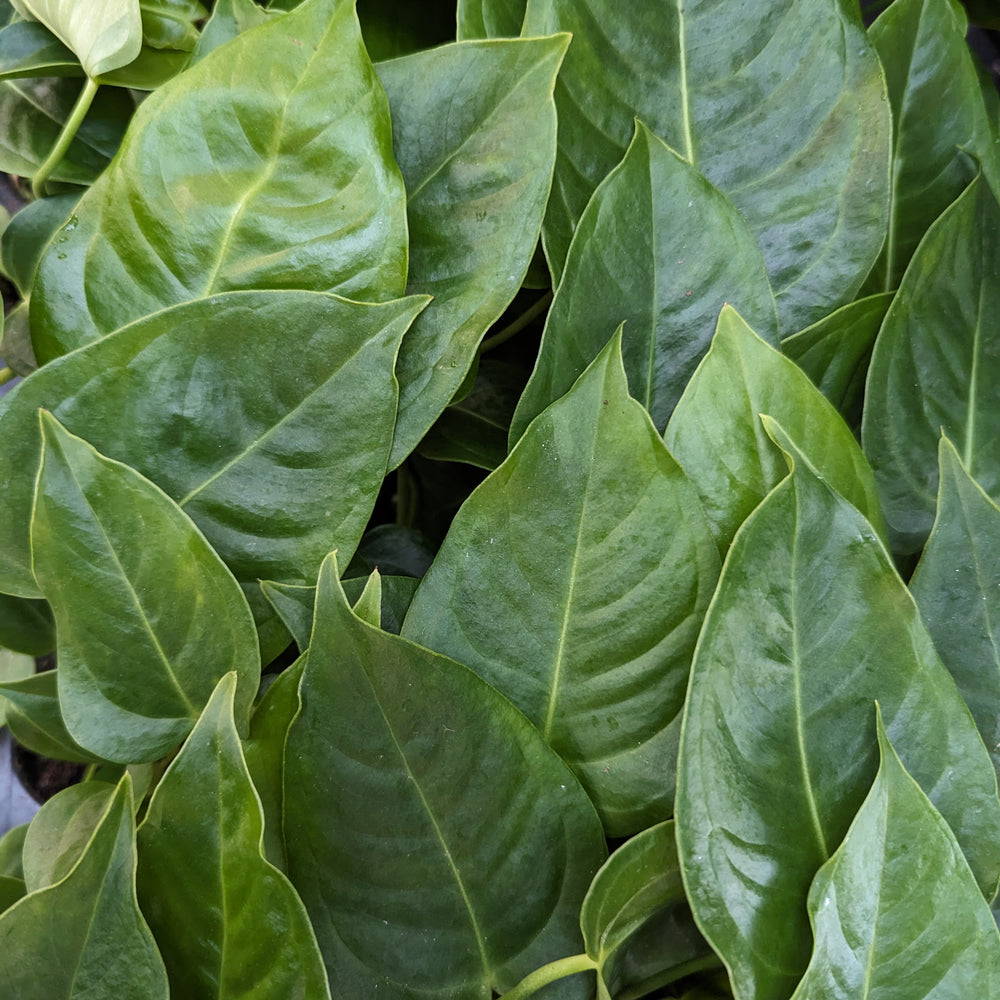 
                      
                        Anthurium veitchii, King Anthurium
                      
                    