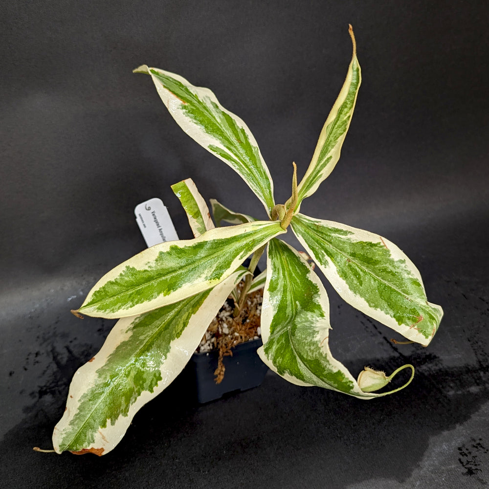 
                      
                        Nepenthes ampullaria variegated
                      
                    