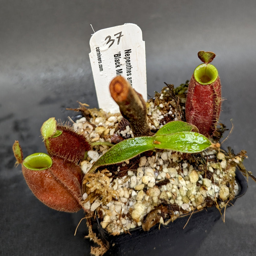 
                      
                        Nepenthes ampullaria 'Black Miracle'
                      
                    