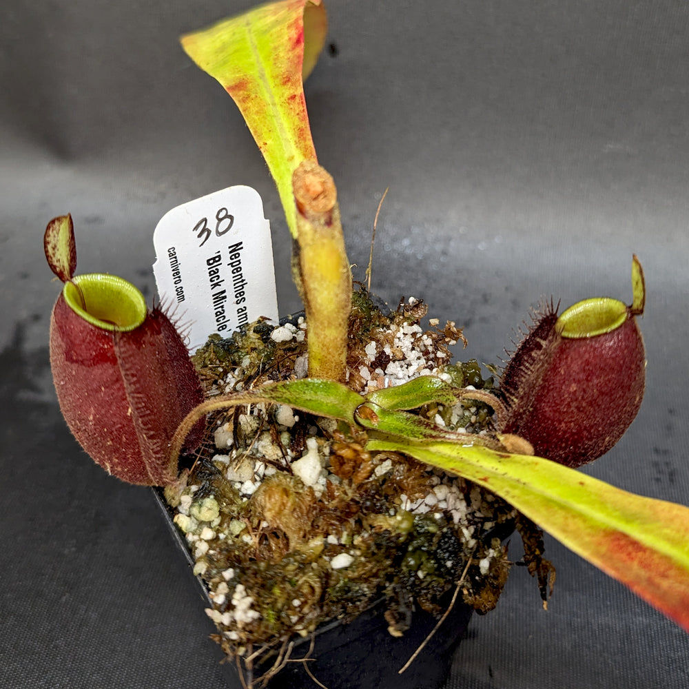 
                      
                        Nepenthes ampullaria 'Black Miracle'
                      
                    