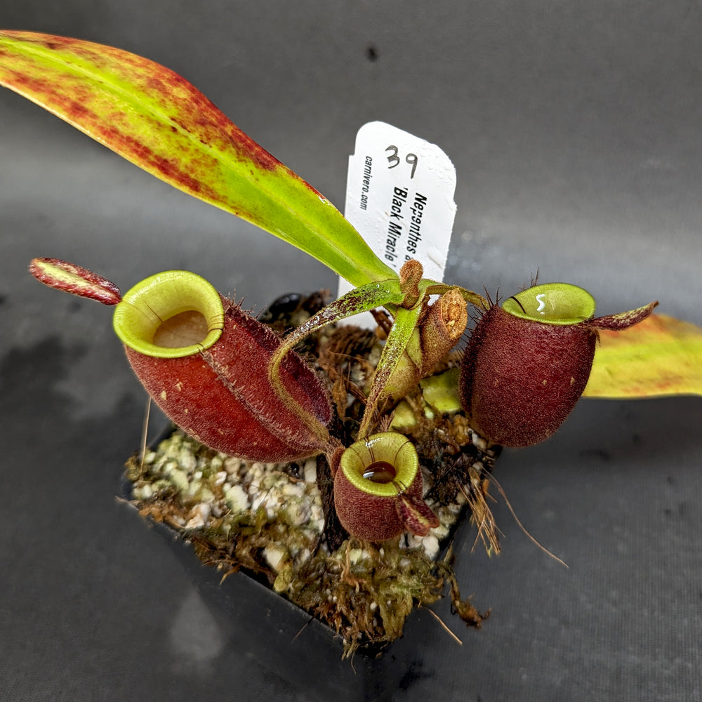 
                      
                        Nepenthes ampullaria 'Black Miracle'
                      
                    