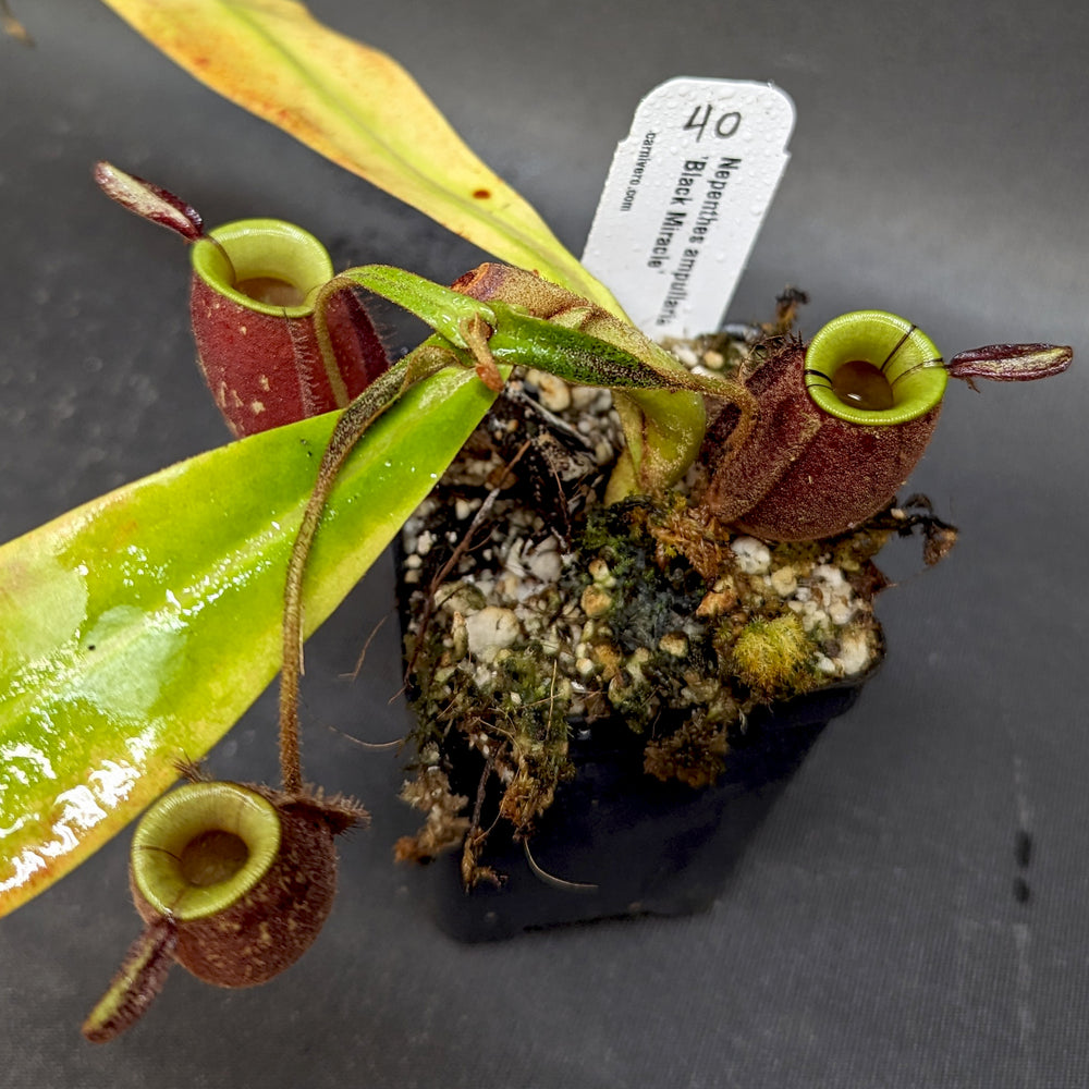 
                      
                        Nepenthes ampullaria 'Black Miracle'
                      
                    