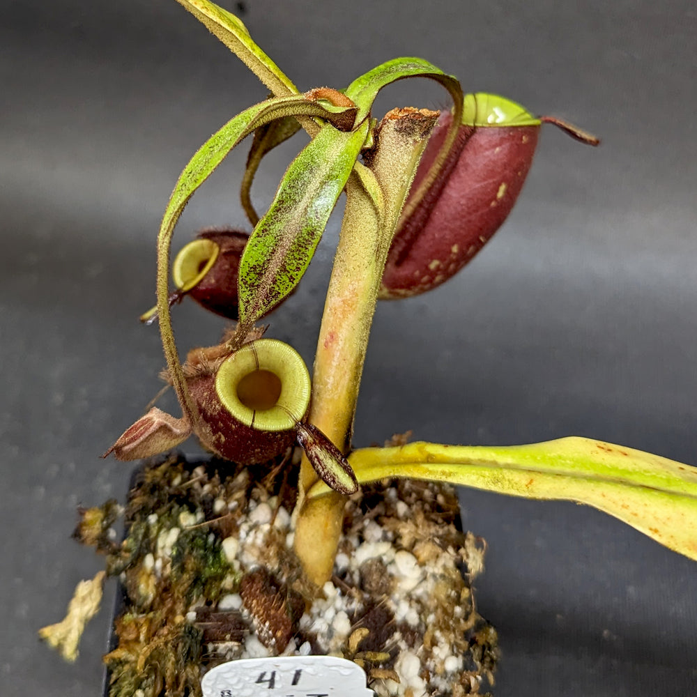 
                      
                        Nepenthes ampullaria 'Black Miracle'
                      
                    