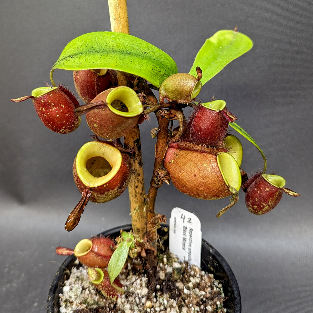 
                      
                        Nepenthes ampullaria 'Black Miracle'
                      
                    