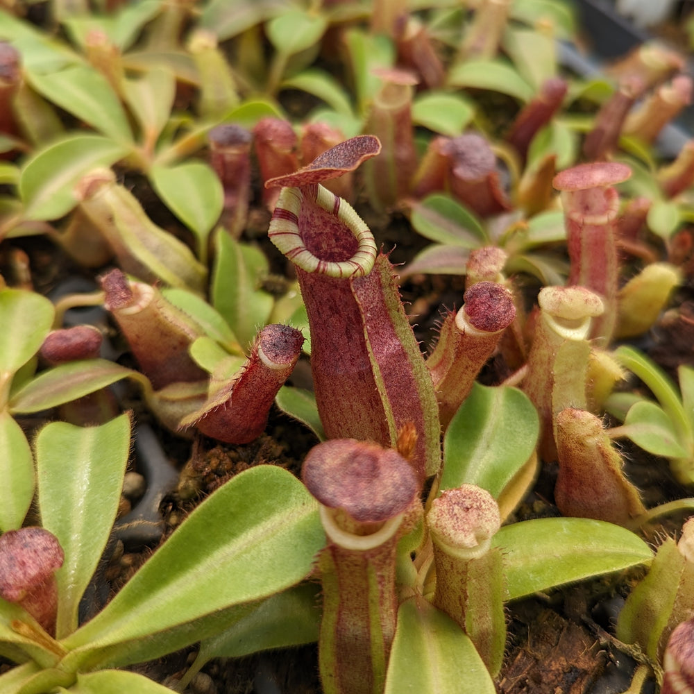 Nepenthes [(lowii x veitchii) x boschiana)] 