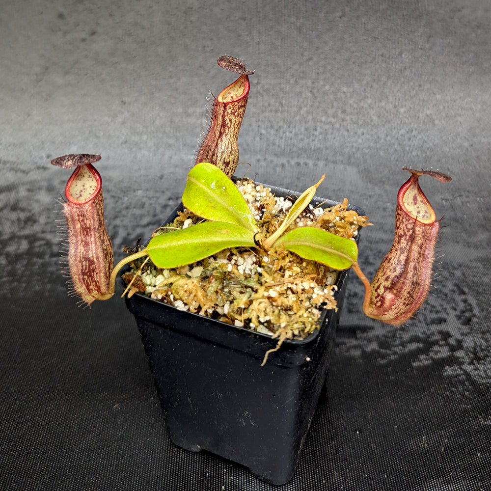 
                      
                        Nepenthes adnata X
                      
                    