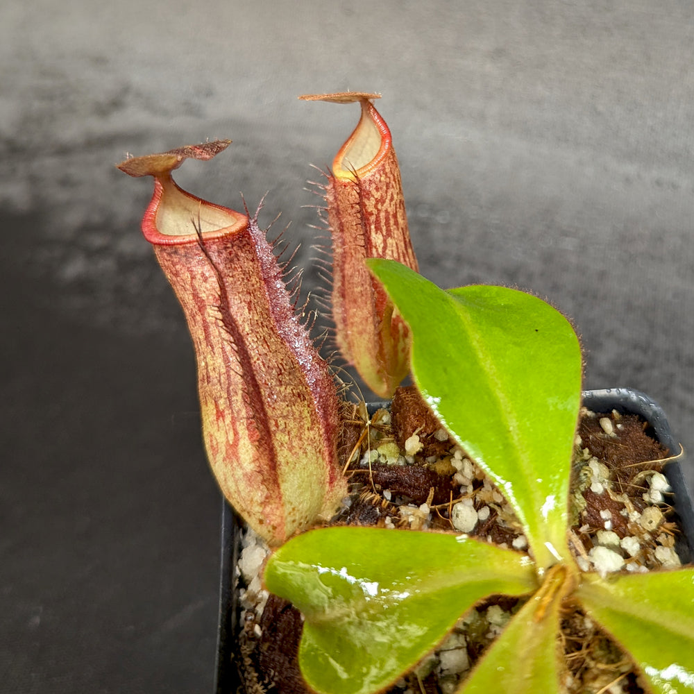 
                      
                        Nepenthes adnata X
                      
                    