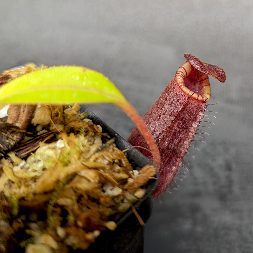 
                      
                        Nepenthes spectabilis x lowii, BE-4524
                      
                    