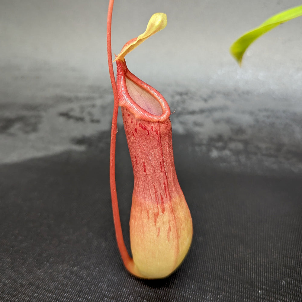 
                      
                        Nepenthes ventrata
                      
                    