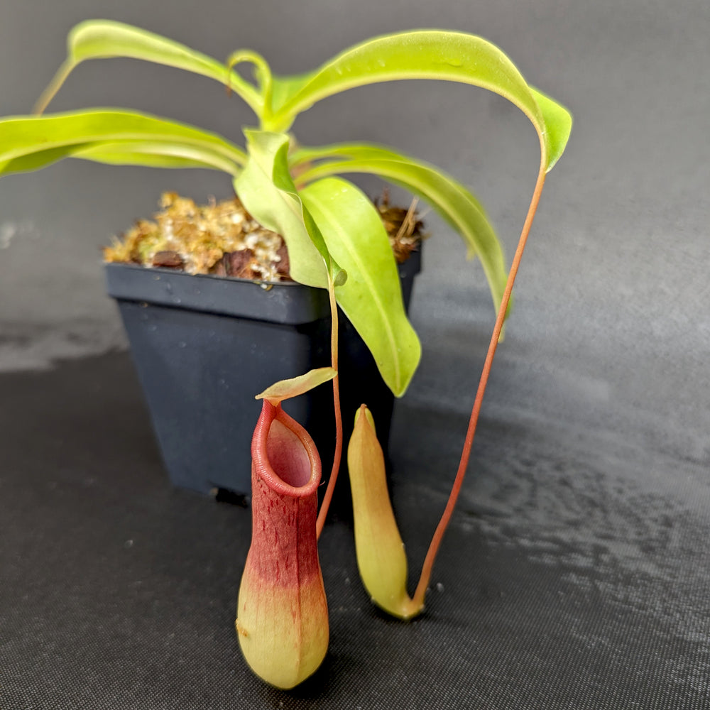 
                      
                        Nepenthes ventrata
                      
                    