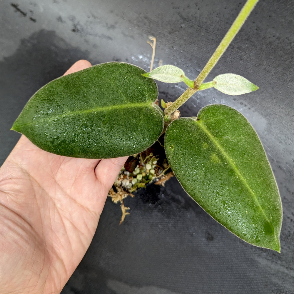 
                      
                        Hoya calycina ‘Stargazer’
                      
                    