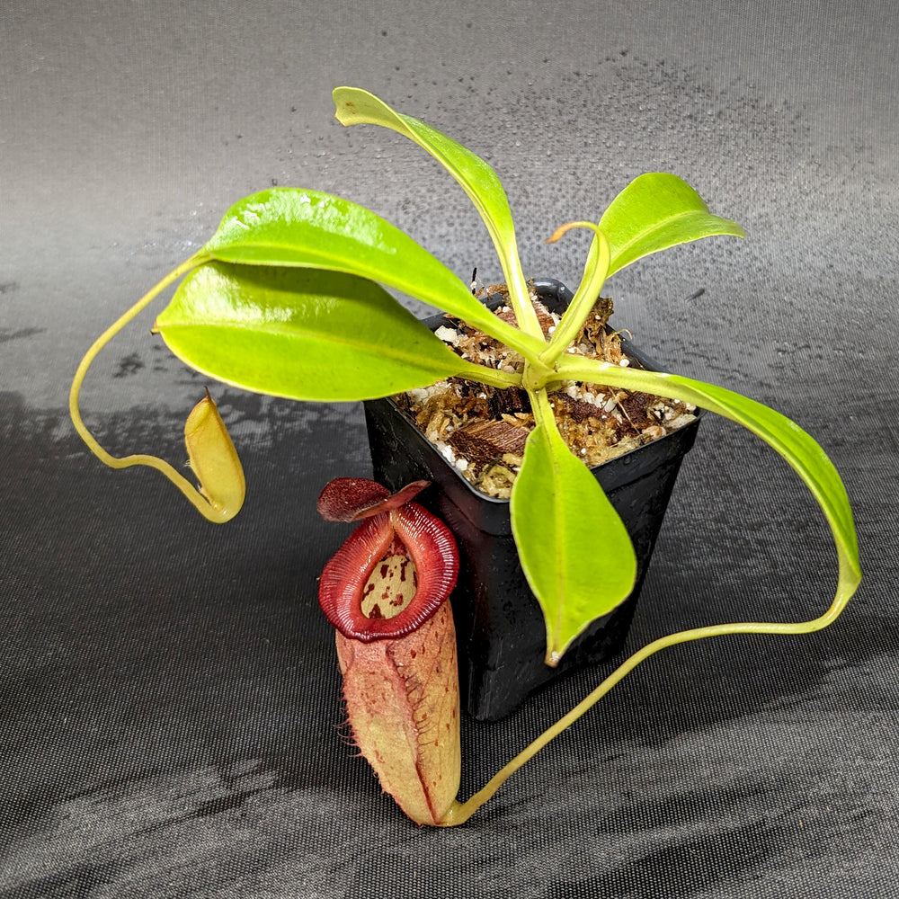 
                      
                        Nepenthes robcantleyi x tenuis, BE-3982, pitcher plant, carnivorous plant, collectors plant, large pitchers, rare plants
                      
                    