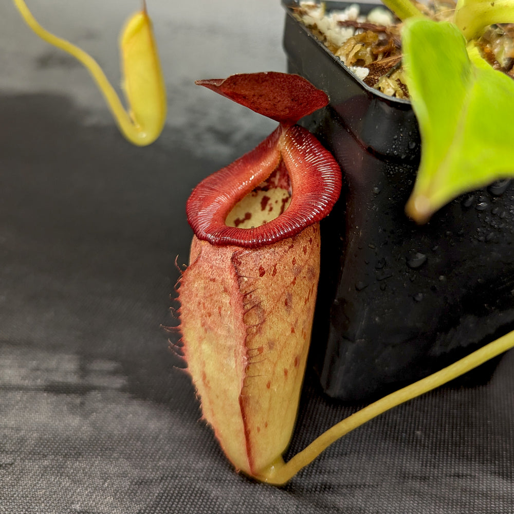 
                      
                        Nepenthes robcantleyi x tenuis, BE-3982, pitcher plant, carnivorous plant, collectors plant, large pitchers, rare plants
                      
                    