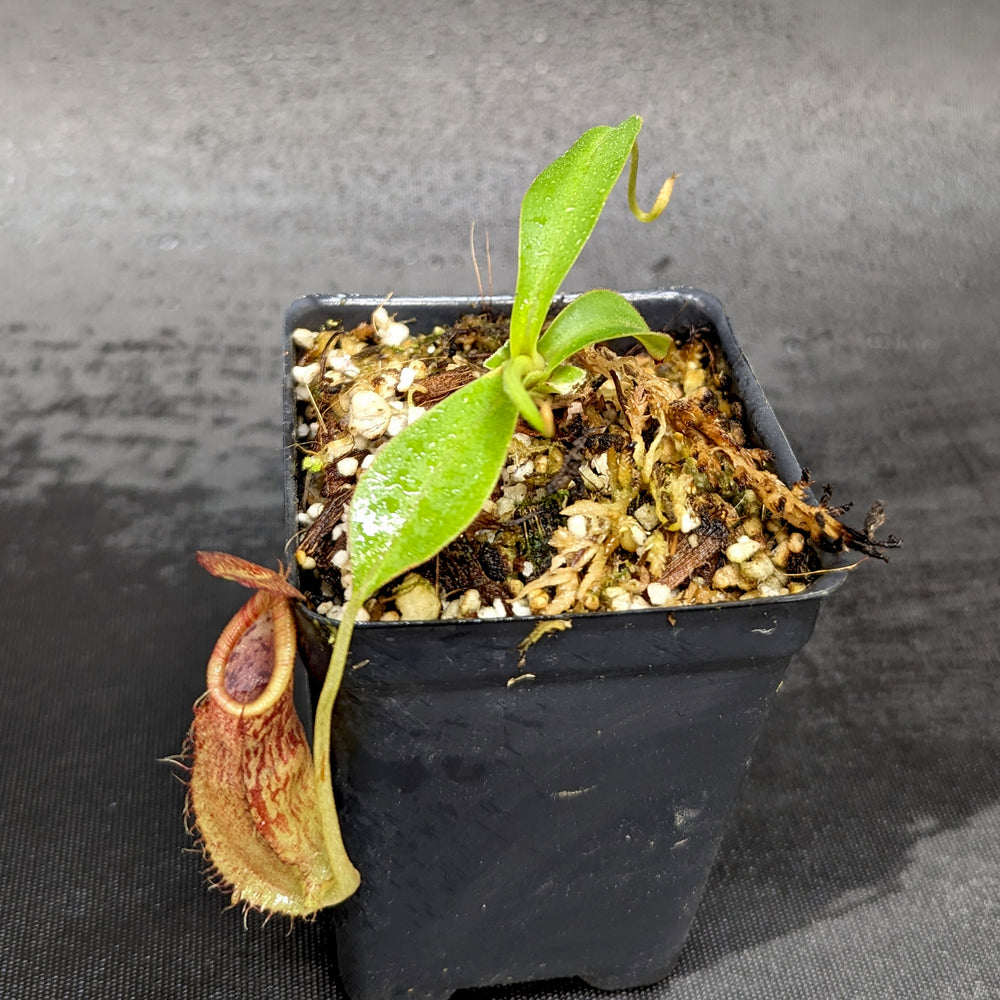 
                      
                        Nepenthes spathulata x spectabilis, BE-3314
                      
                    