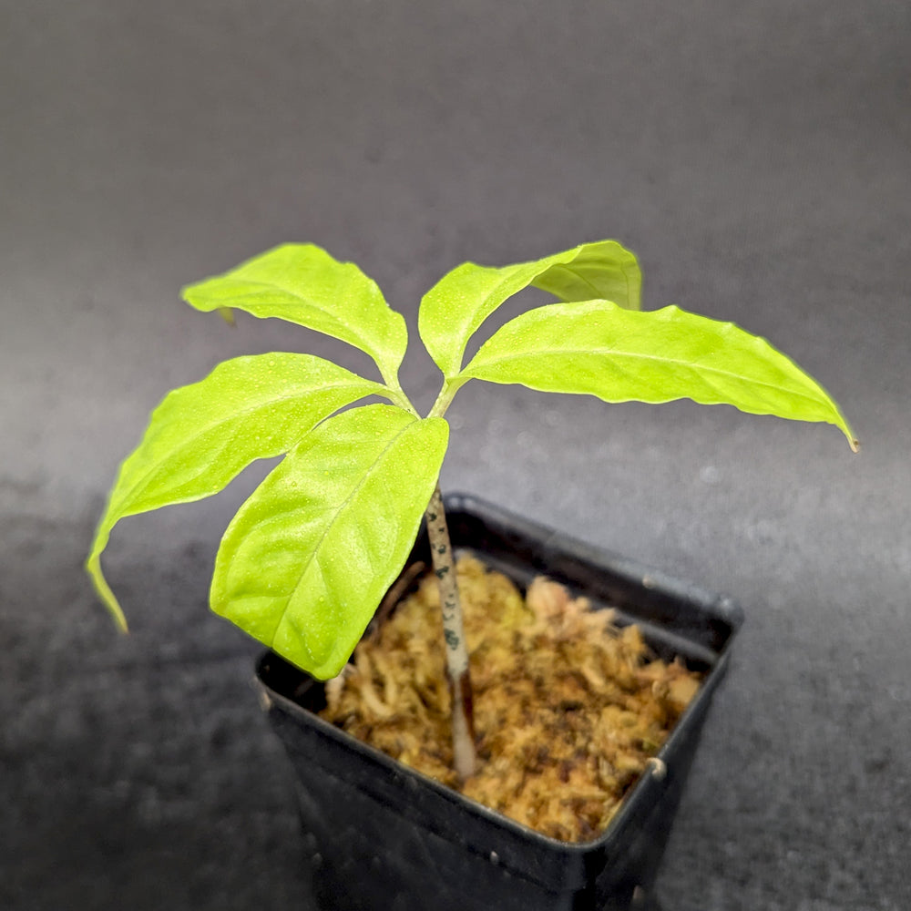 
                      
                        Amorphophallus borneensis, Voodoo Lily
                      
                    