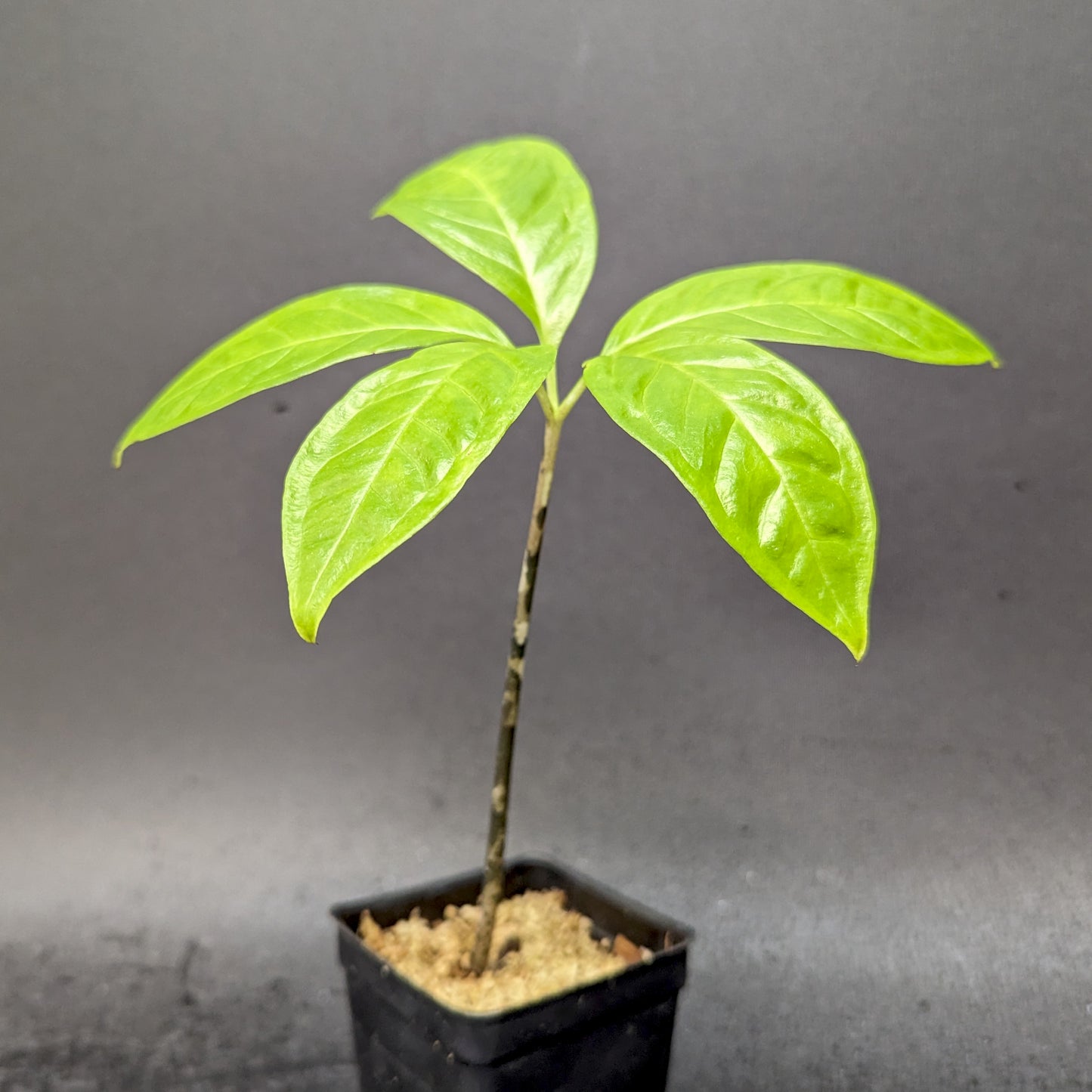 Amorphophallus discophorous, Corpse Flower