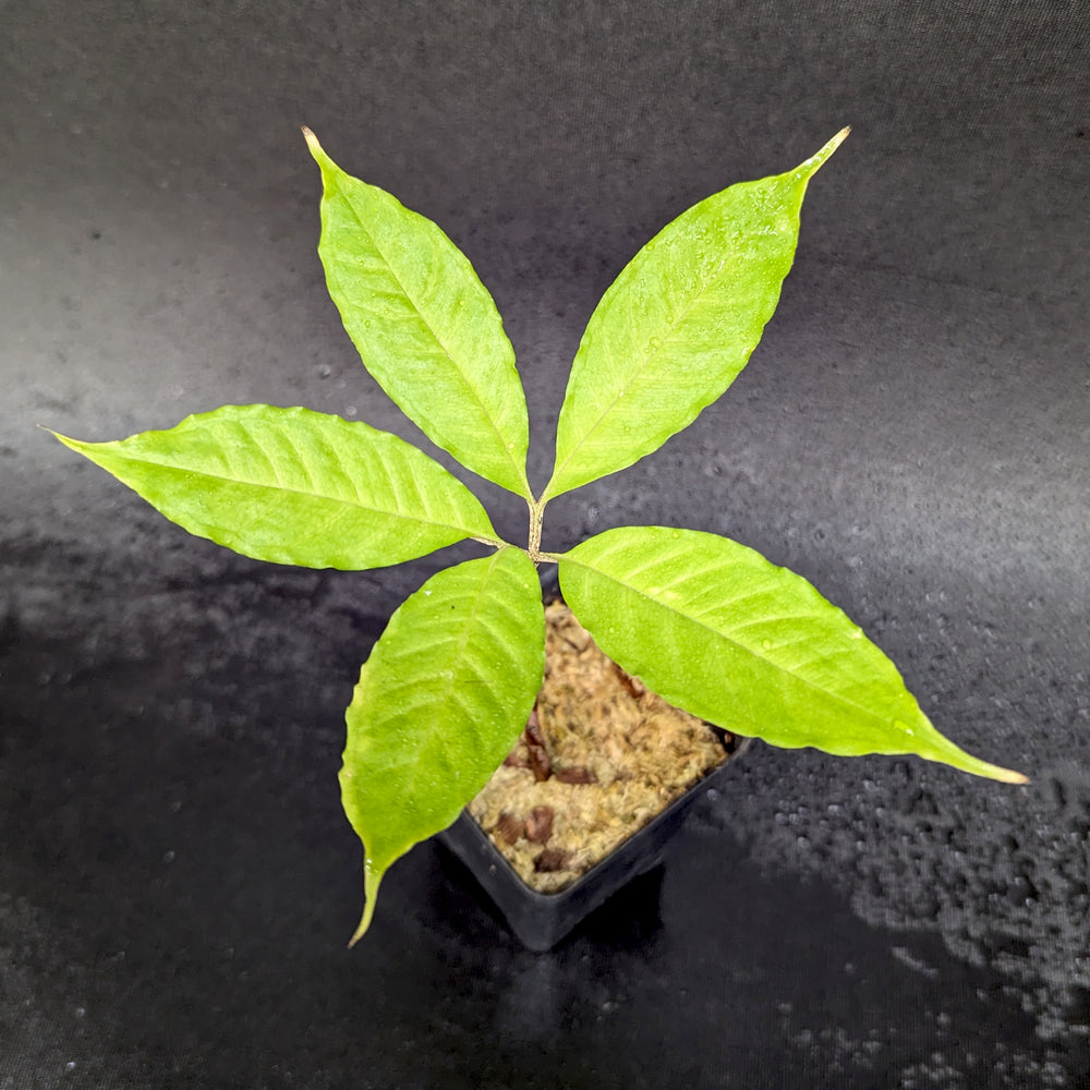 Amorphophallus costatus, Voodoo Lily