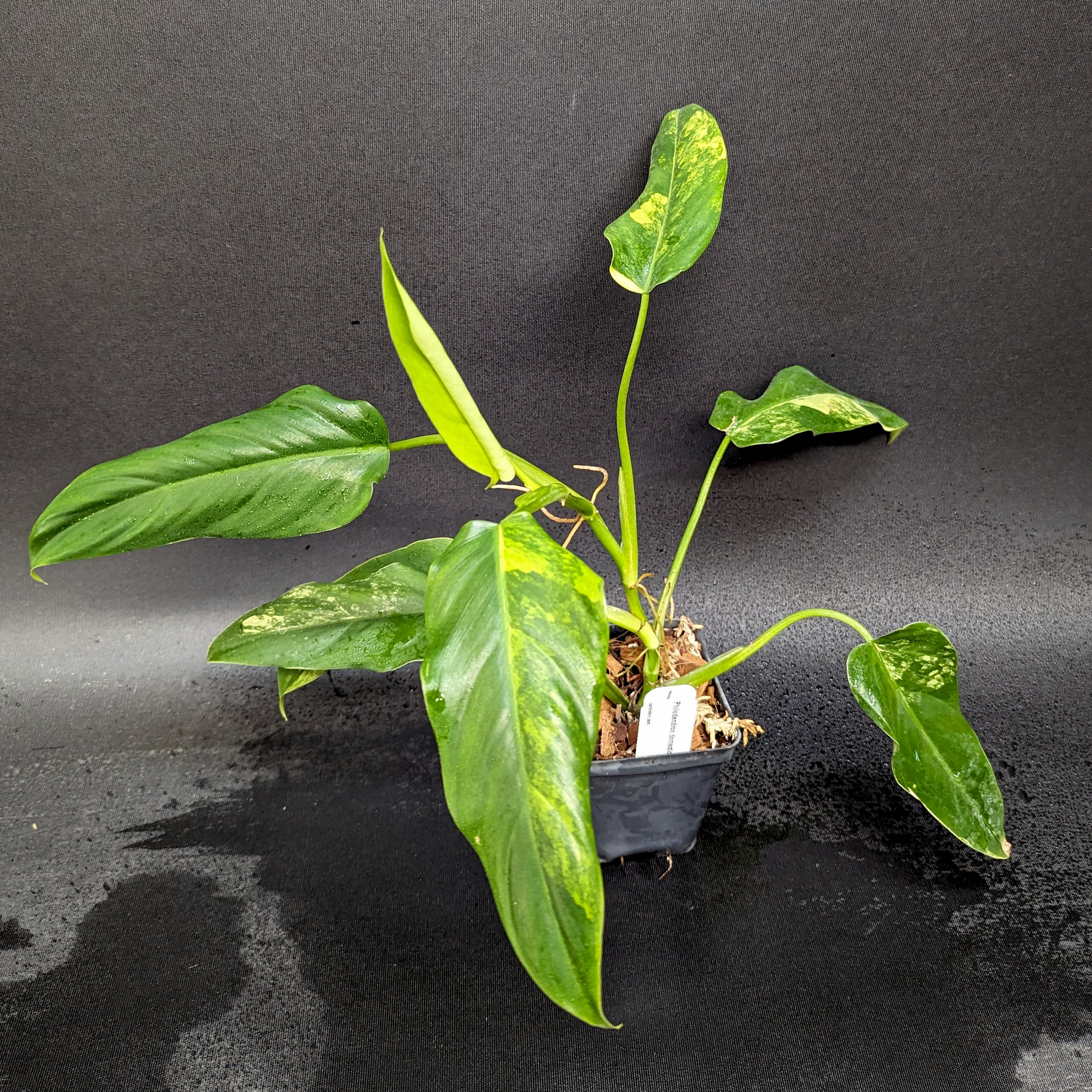 Philodendron Domesticum Variegated Plants - 2024 Aroid Variegated Houseplants - Philodendron - Monstera