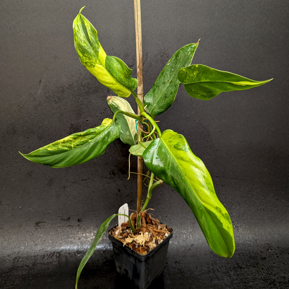 
                      
                        Philodendron domesticum Variegated - Exact Plant 10/06/23
                      
                    