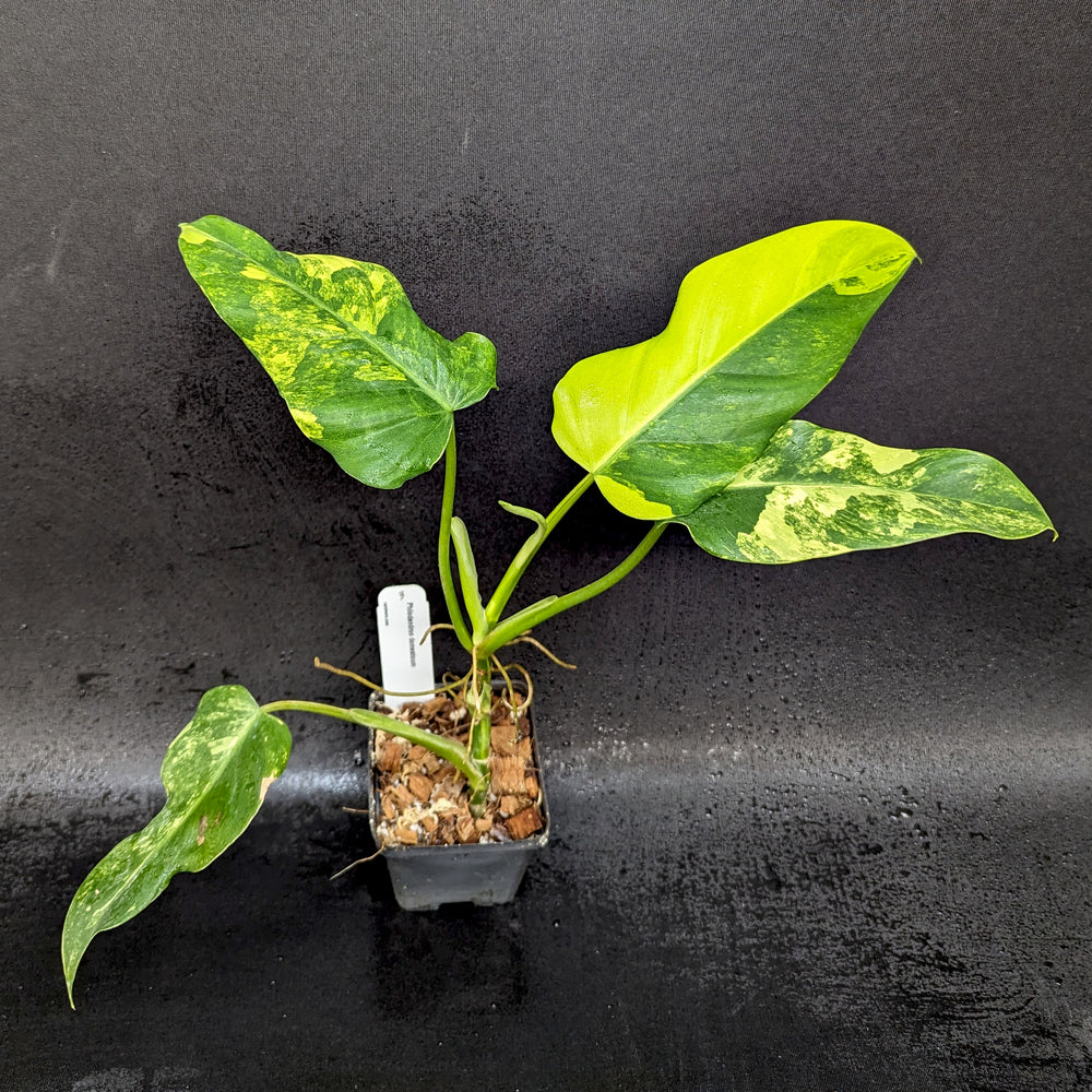 
                      
                        Philodendron domesticum Variegated - Exact Plant 10/06/23
                      
                    