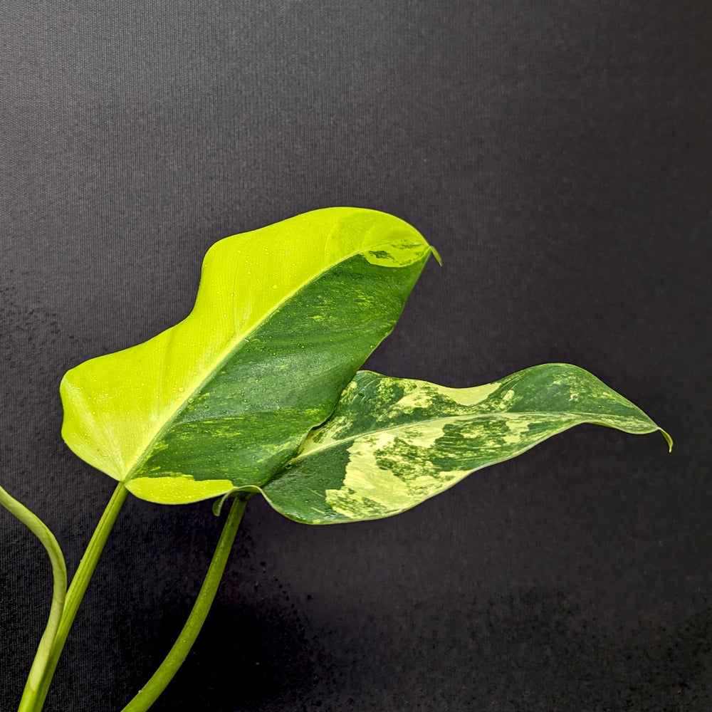 
                      
                        Philodendron domesticum Variegated - Exact Plant 10/06/23
                      
                    