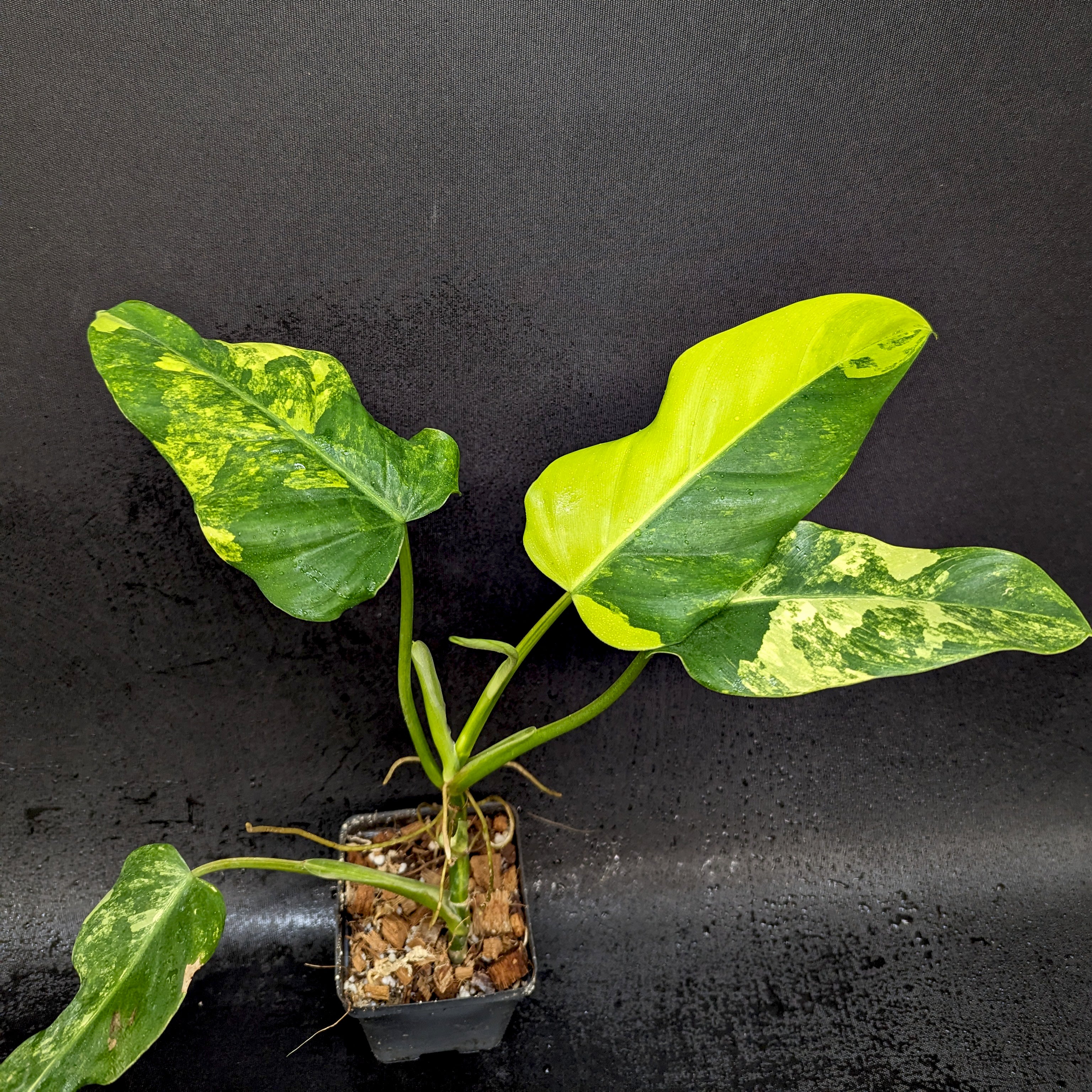 Philodendron – Carnivero