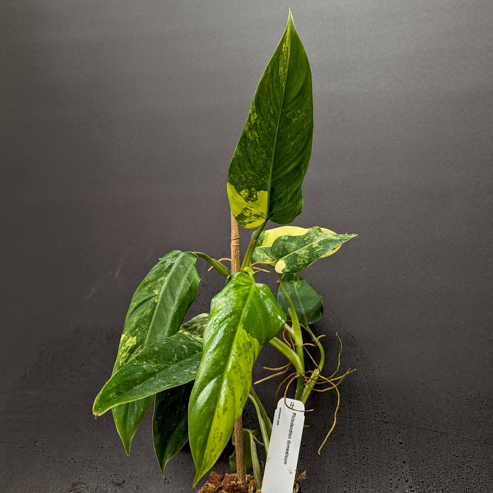 
                      
                        Philodendron domesticum Variegated - Exact Plant 10/06/23
                      
                    