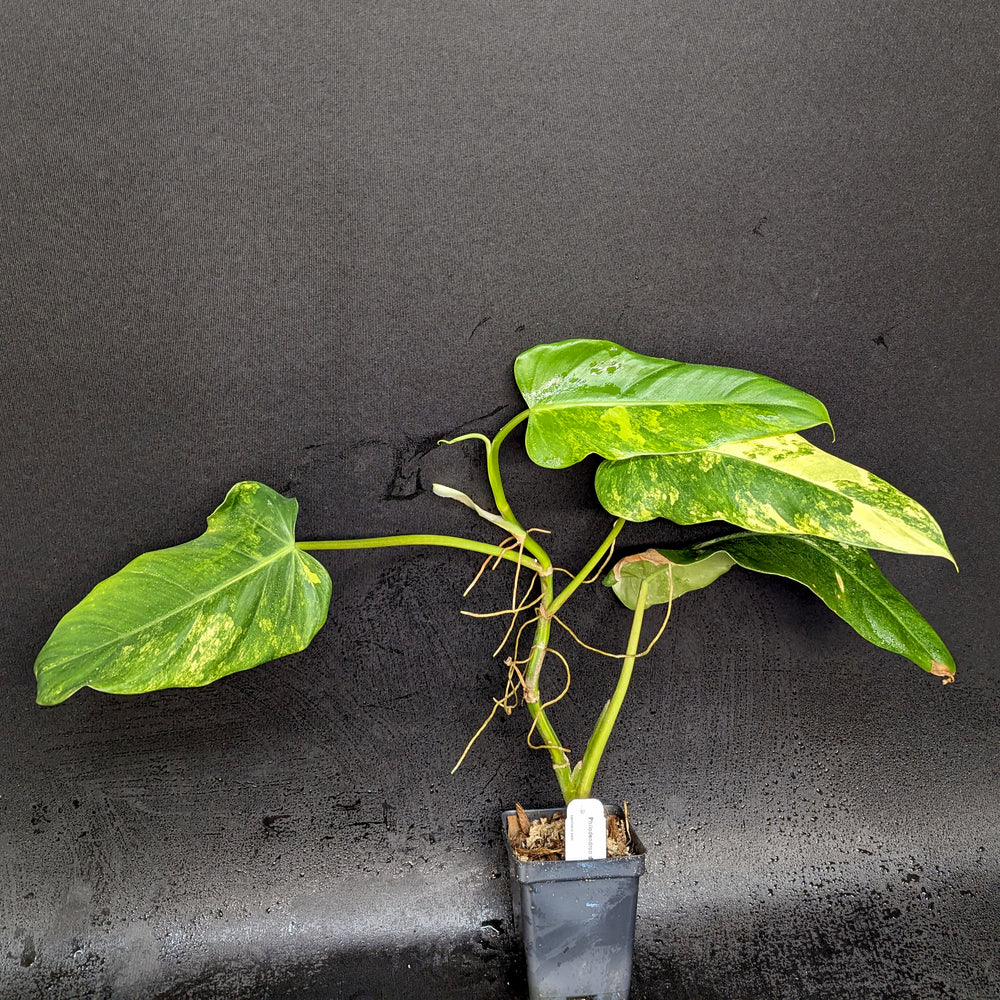 
                      
                        Philodendron domesticum Variegated - Exact Plant 10/06/23
                      
                    