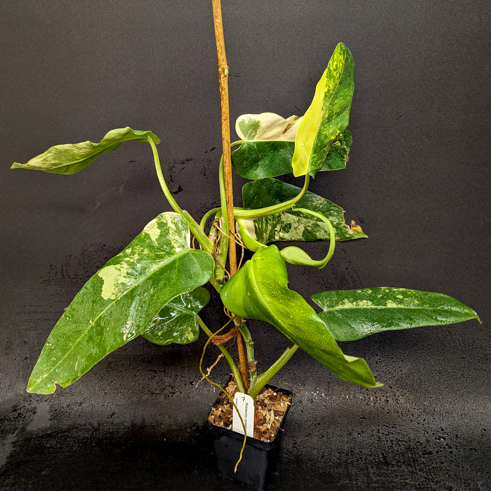 
                      
                        Philodendron domesticum Variegated - Exact Plant 10/06/23
                      
                    