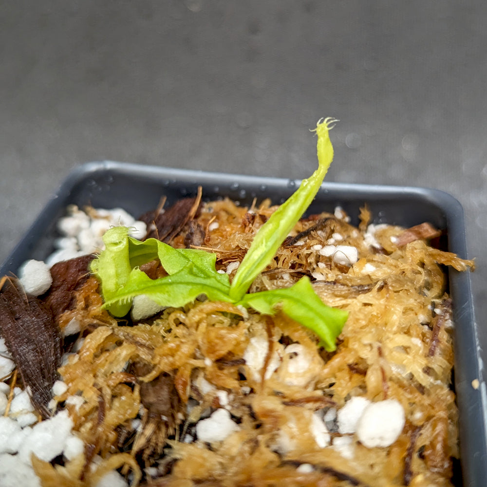 
                      
                        Nepenthes echinostoma x hamata Katopasa, CAR-0364
                      
                    