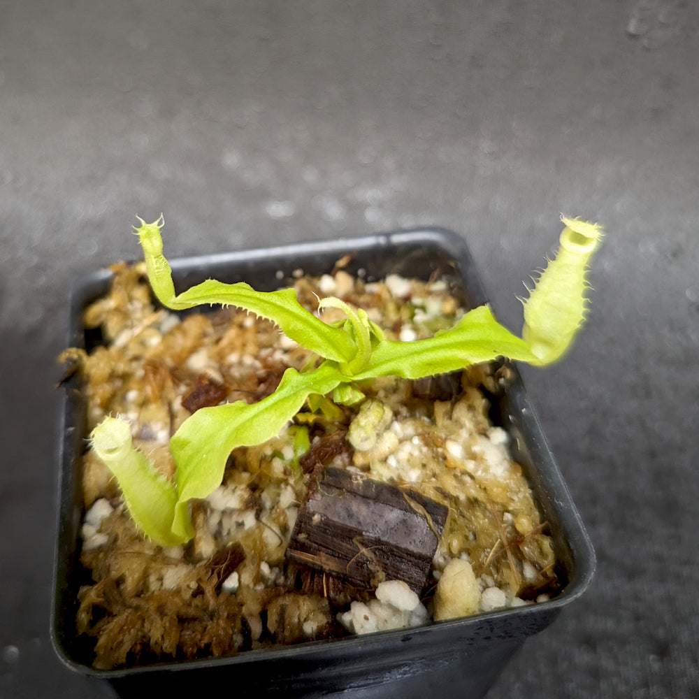 
                      
                        Nepenthes echinostoma x hamata Katopasa, CAR-0364
                      
                    