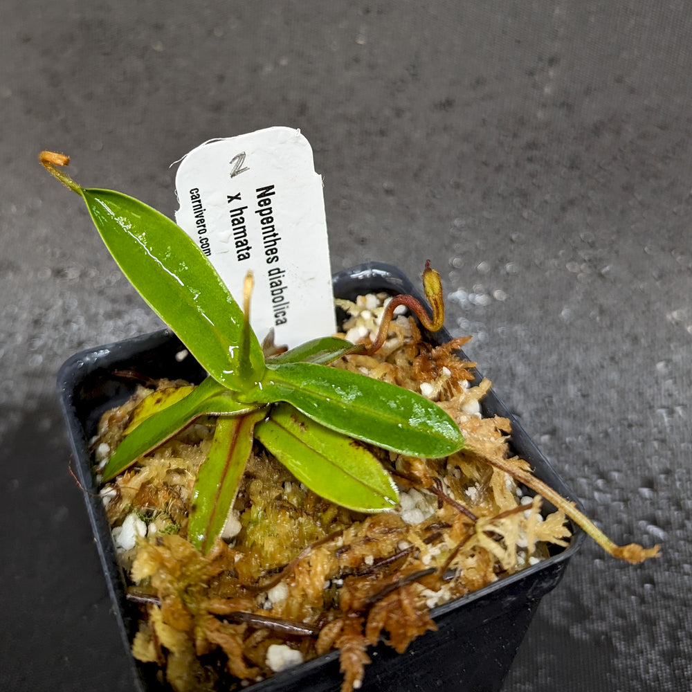 
                      
                        Nepenthes diabolica x hamata - Exact Plant
                      
                    