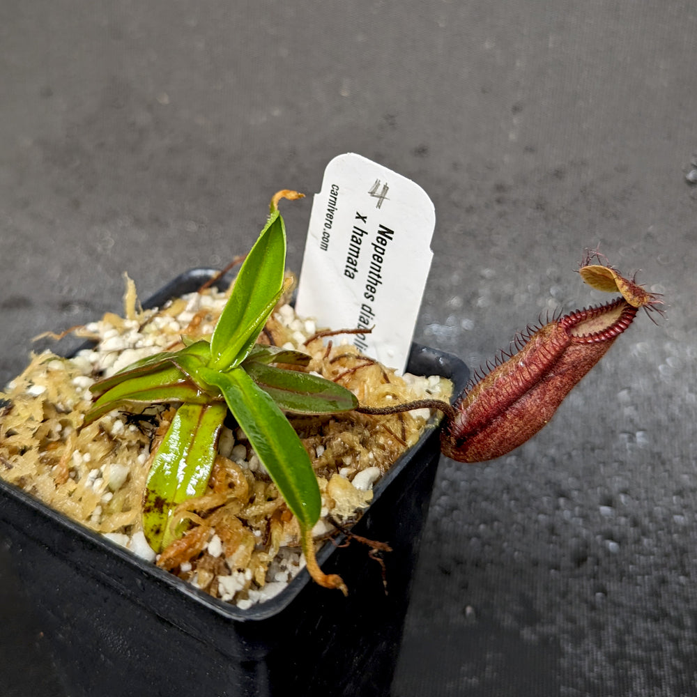 
                      
                        Nepenthes diabolica x hamata - Exact Plant
                      
                    