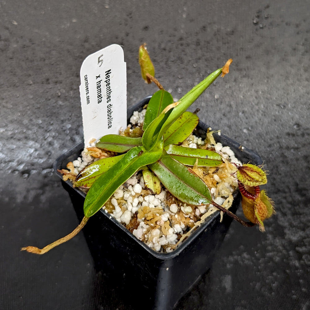 
                      
                        Nepenthes diabolica x hamata - Exact Plant
                      
                    