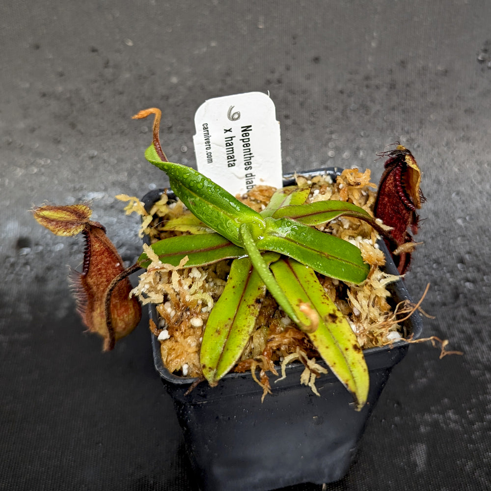 
                      
                        Nepenthes diabolica x hamata - Exact Plant
                      
                    