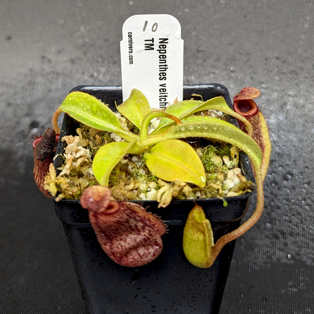 
                      
                        Nepenthes veitchii Candy x Trusmadiensis
                      
                    