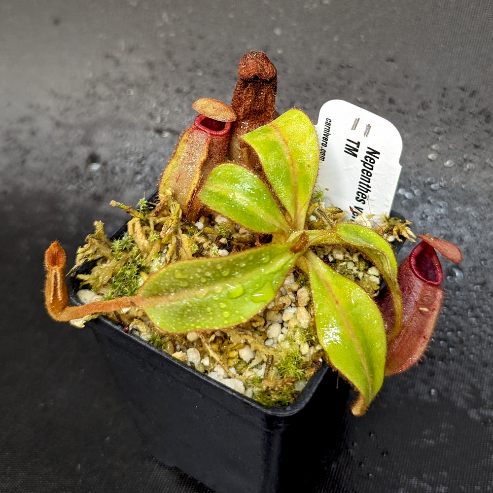 
                      
                        Nepenthes veitchii Candy x Trusmadiensis
                      
                    