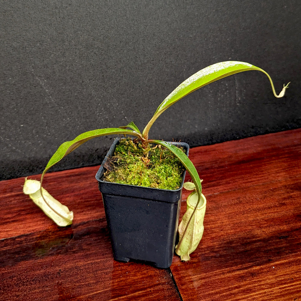 
                      
                        Nepenthes rafflesiana, BE-3141
                      
                    