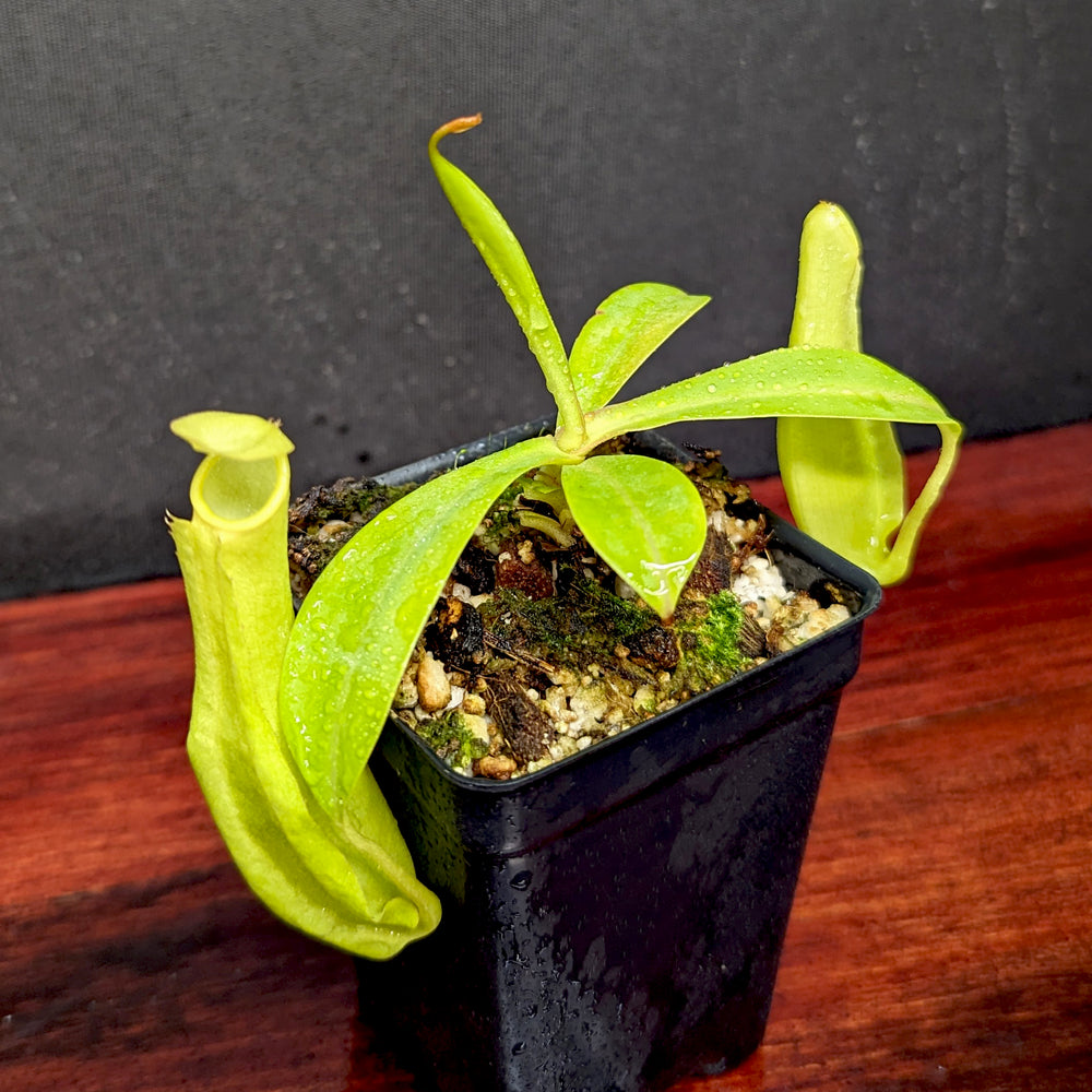 
                      
                        Nepenthes reinwardtiana
                      
                    