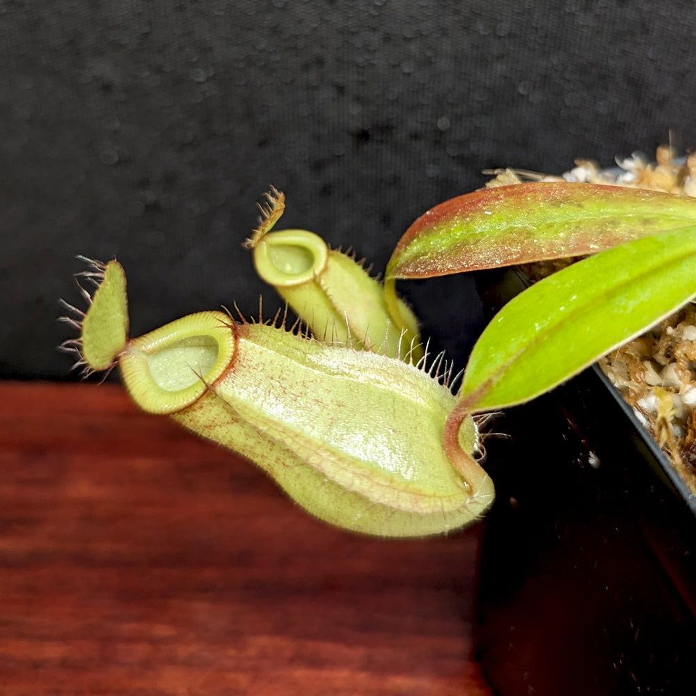 
                      
                        Nepenthes ampullaria x hamata, BE-3948
                      
                    