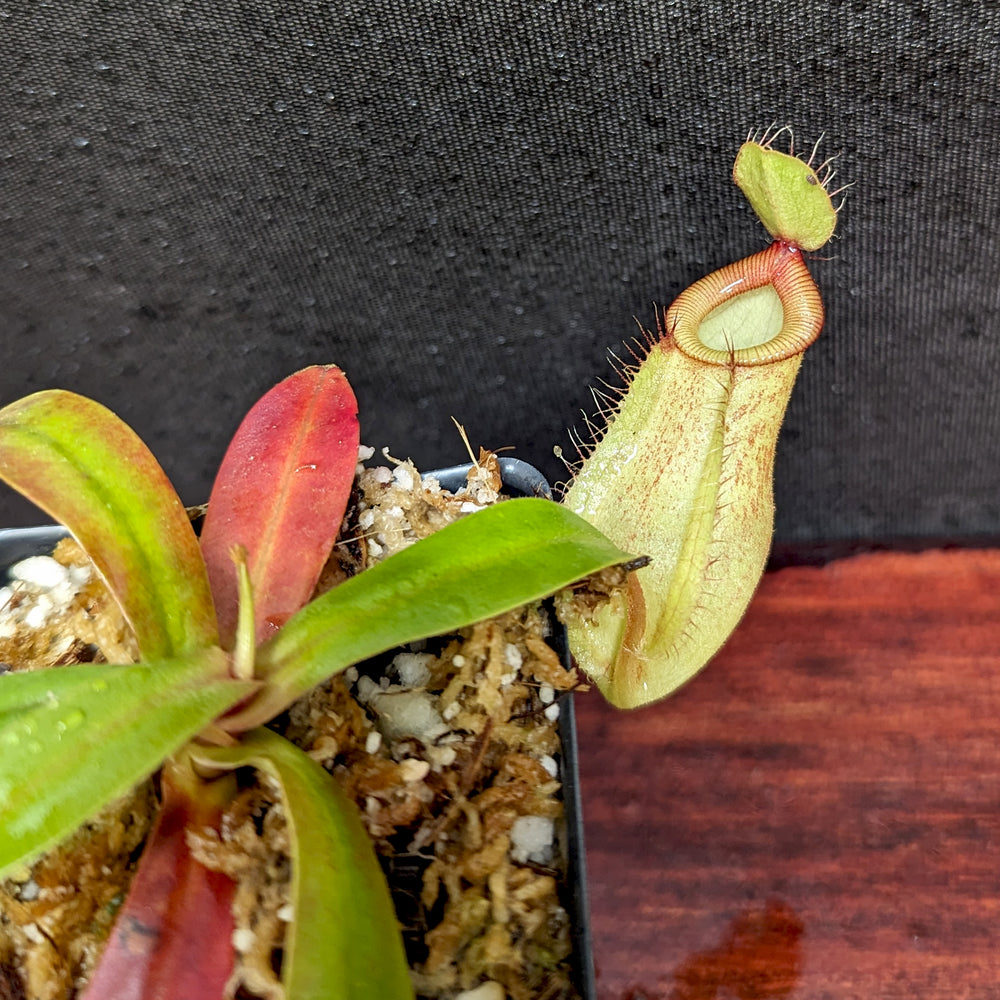 Nepenthes ampullaria x hamata, BE-3948