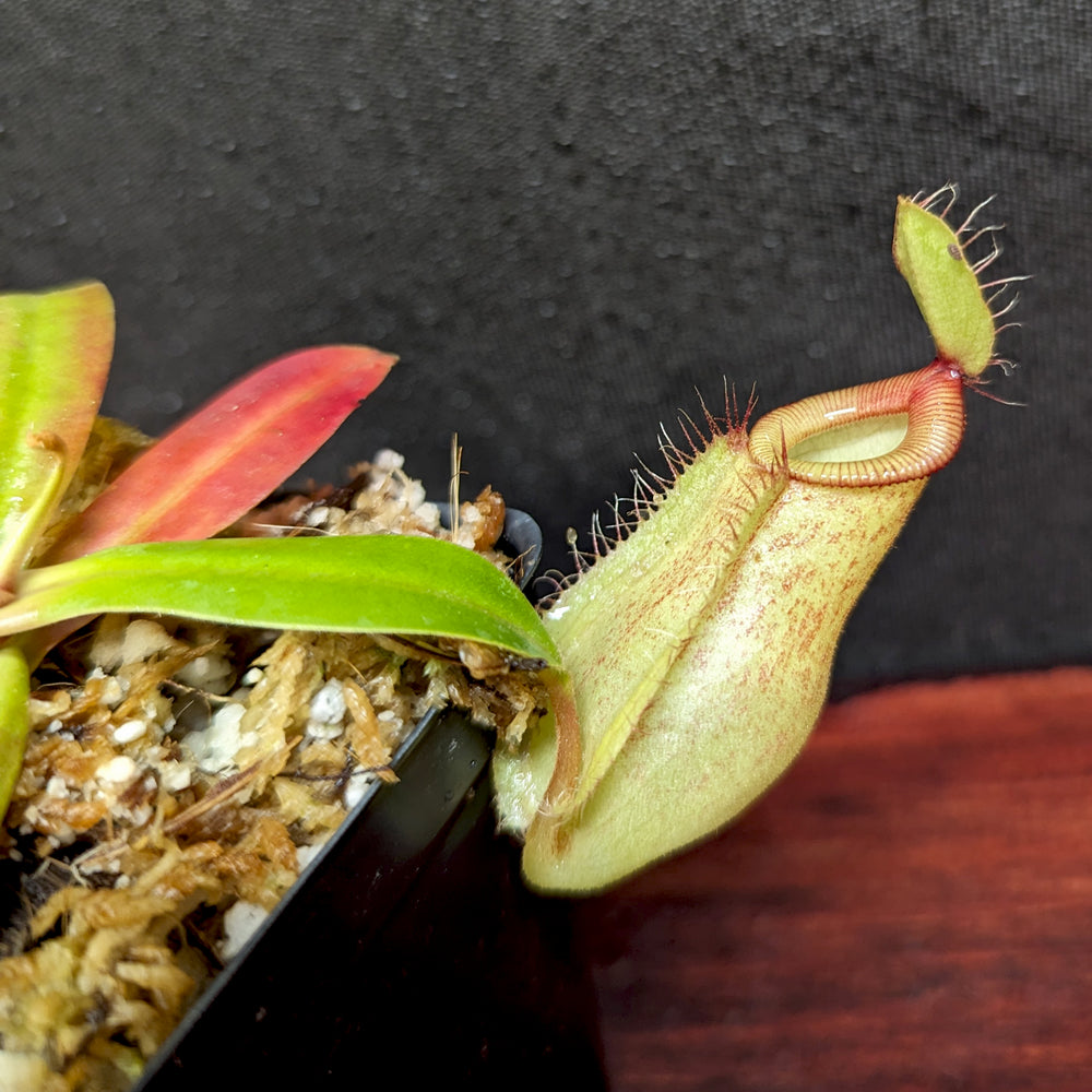 
                      
                        Nepenthes ampullaria x hamata, BE-3948
                      
                    