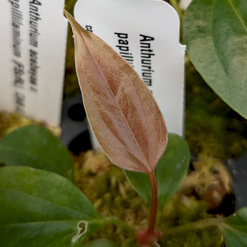 
                      
                        Anthurium acebeyae x papillilaminum (FSxRL), CAR-0365
                      
                    