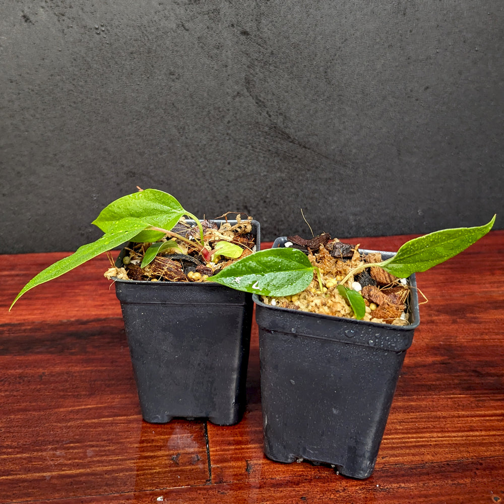 
                      
                        Anthurium acebeyae x papillilaminum (FSxRL), CAR-0365
                      
                    