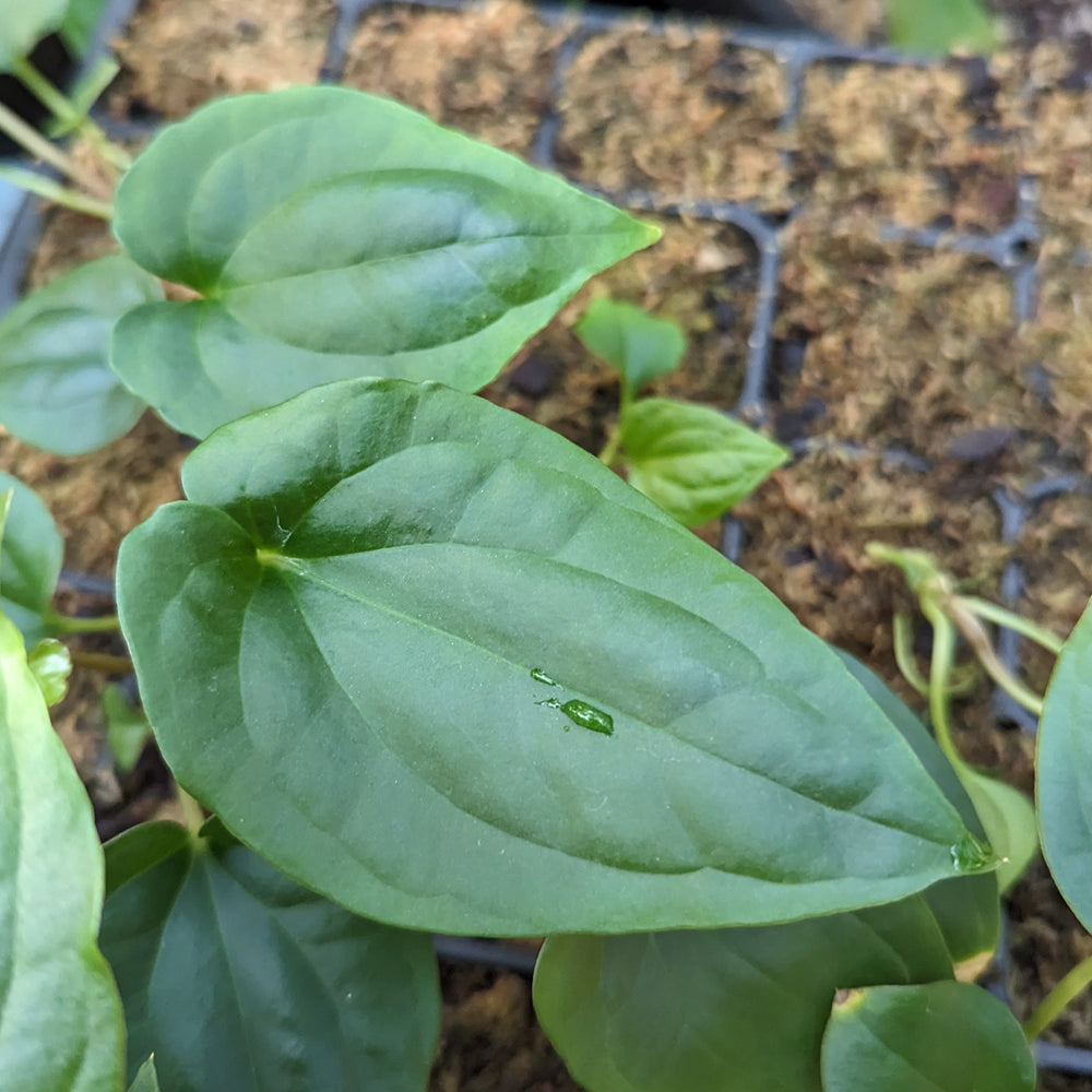 
                      
                        Anthurium antolakii (BVEP) x debilis, CAR-0366
                      
                    