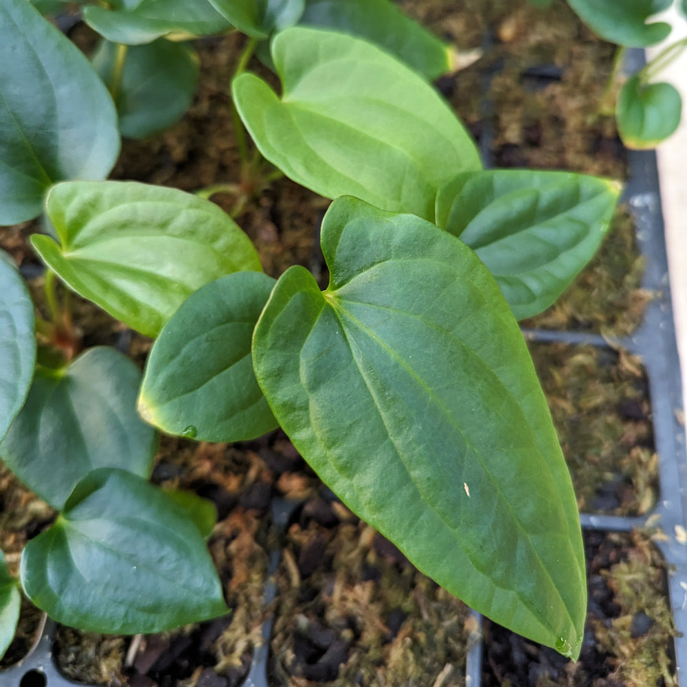 
                      
                        Anthurium antolakii (BVEP) x debilis, CAR-0366
                      
                    