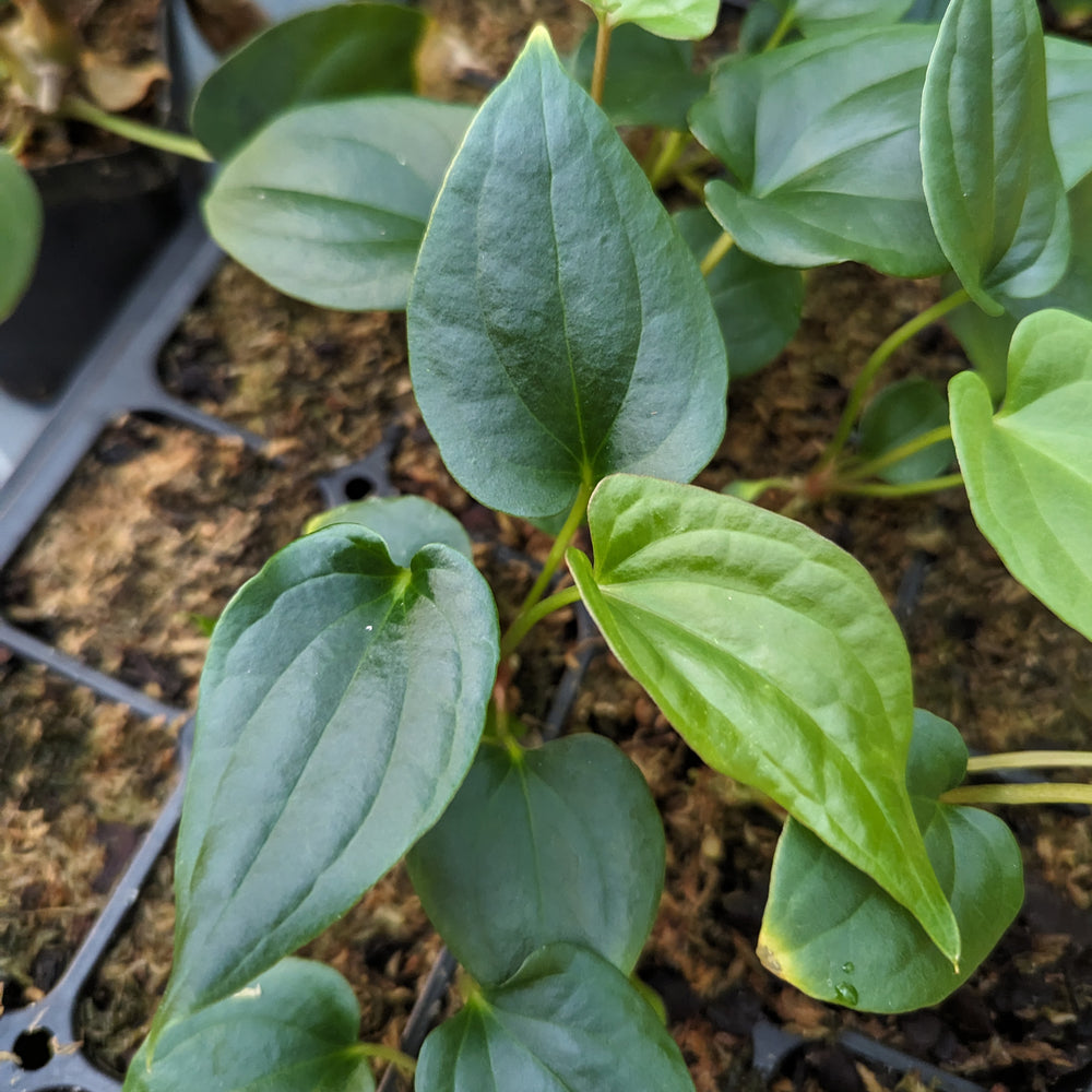 
                      
                        Anthurium antolakii (BVEP) x debilis, CAR-0366
                      
                    