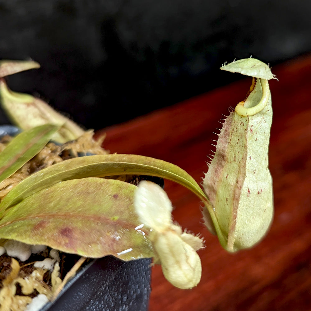 
                      
                        Nepenthes rafflesiana (JB x 'Thick Lip'), CAR-0368
                      
                    