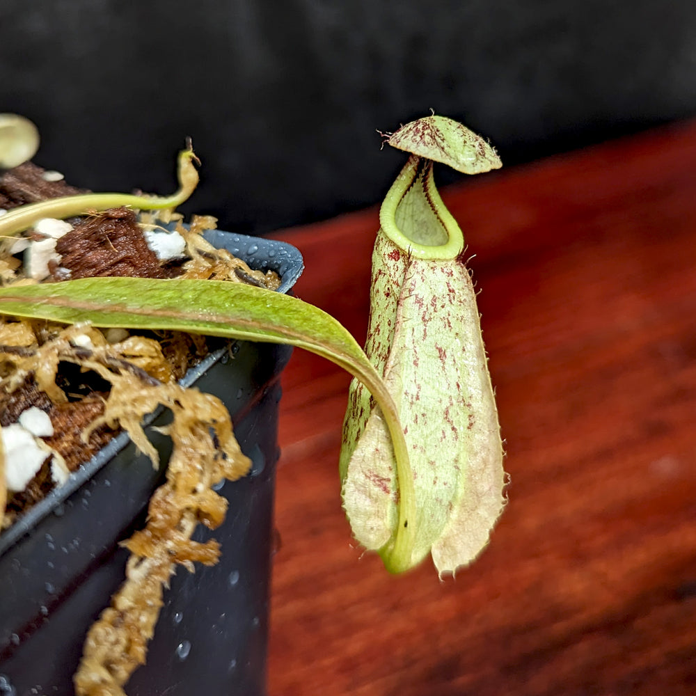 
                      
                        Nepenthes rafflesiana (JB x 'Thick Lip'), CAR-0368
                      
                    